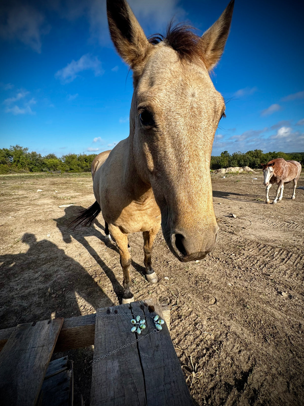 Palomino Pretties